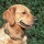 Chien 19