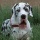 Chien 21
