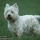 Chien 27