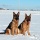 Chien 28