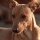 Chien 3
