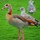 Page:femmes en images. Photo:Oiseau 26