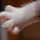 Page:femmes pour photo-mosaiques. Photo:Chat 11
