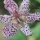 Page:flowers pictures. Photo:Flower 22