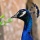 Page:foto mozaique. Photo:Oiseau 2