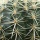 Page:photo-mosaïque de Pictosaic.com. Photo:Cactus 19