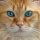 Page:photos images-chats-chatons. Photo:Chat 17