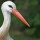 Page:s�curit�. Photo:Oiseau 20