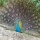 Page:your mosaics. Photo:Bird 18