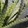 Page:your mosaics. Photo:Cactus 23