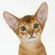 Abyssinian cat photo