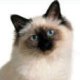 Birman cat photo