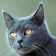 Chartreux cat photo