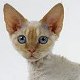 Devon Rex cat photo