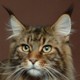 Main Coon cat photo