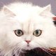 Persian cat photo