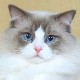 Ragdoll cat photo