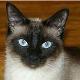 Siamese cat photo