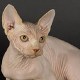 Sphynx cat photo