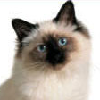 Photo de chat Birman