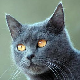 Photo de chat Chartreux