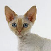 Photo de chat Devon Rex