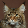 Photo de chat Main Coon