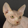 Photo de chat Sphynx